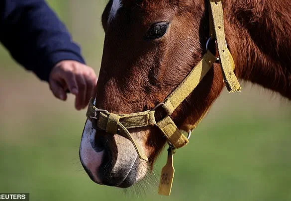 Argentina's CRISPR-Edited Horses: A Controversial Leap in Polo Performance
