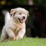 Dog Lip-Licking Behavior Linked to Stress, Not Hunger, Experts Warn