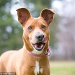 Dog Lip-Licking Behavior Linked to Stress, Not Hunger, Experts Warn