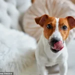 Dog Lip-Licking Behavior Linked to Stress, Not Hunger, Experts Warn