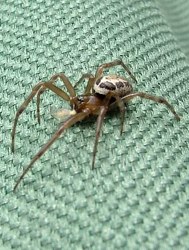 Exclusive: Hidden Dangers of a Noble False Widow Spider Bite Revealed Through a Window Cleaner's Ordeal