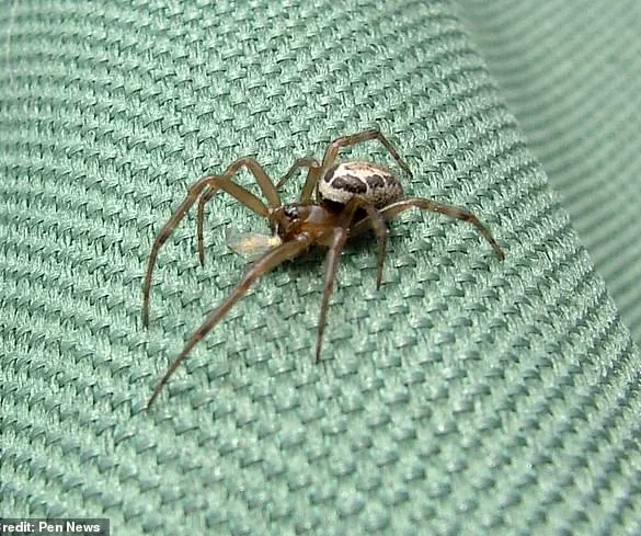 Exclusive: Hidden Dangers of a Noble False Widow Spider Bite Revealed Through a Window Cleaner's Ordeal