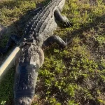 Florida Doctor's Life-or-Death Alligator Encounter Reveals Hidden River Dangers