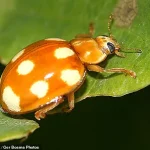 French Ladybirds Cross English Channel into UK for First Time