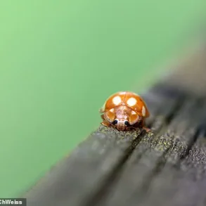French Ladybirds Cross English Channel into UK for First Time