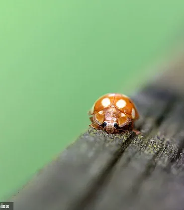 French Ladybirds Cross English Channel into UK for First Time