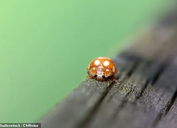 French Ladybirds Cross English Channel into UK for First Time