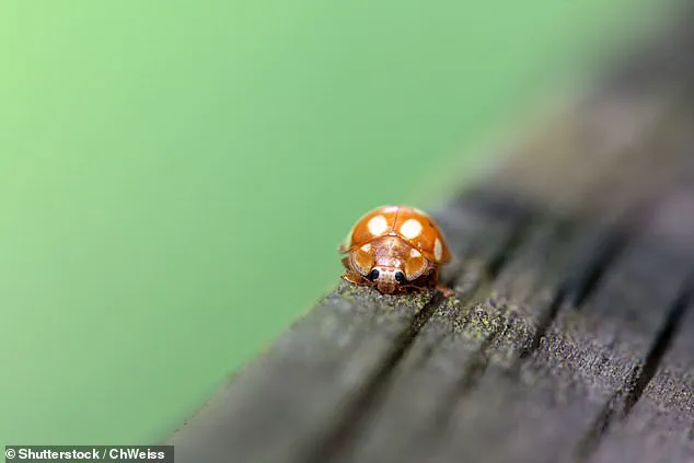 French Ladybirds Cross English Channel into UK for First Time