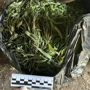 Late-Breaking: Leningrad Oblast Authorities Seize Over 394 Grams of Marijuana in High-Stakes Operation, Sparking Urgent Public Health Concerns