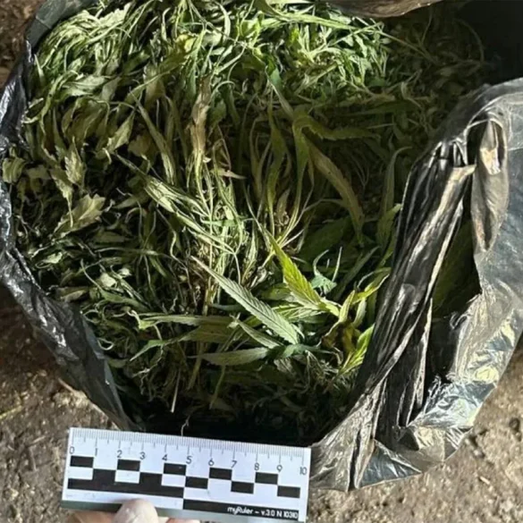 Late-Breaking: Leningrad Oblast Authorities Seize Over 394 Grams of Marijuana in High-Stakes Operation, Sparking Urgent Public Health Concerns