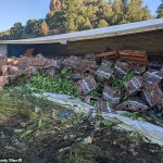 Late-Night Colorado Crash Turns Into Sweet Corn Spill Surprise