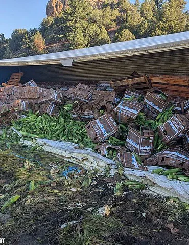 Late-Night Colorado Crash Turns Into Sweet Corn Spill Surprise