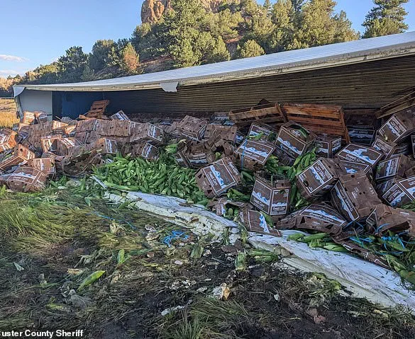 Late-Night Colorado Crash Turns Into Sweet Corn Spill Surprise
