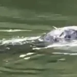 Lock Keeper's Warning and Family's Baffling Discovery as Mysterious Aquatic Creature Spotted on Thames