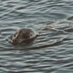 Lock Keeper's Warning and Family's Baffling Discovery as Mysterious Aquatic Creature Spotted on Thames