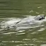 Lock Keeper's Warning and Family's Baffling Discovery as Mysterious Aquatic Creature Spotted on Thames