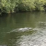 Lock Keeper's Warning and Family's Baffling Discovery as Mysterious Aquatic Creature Spotted on Thames