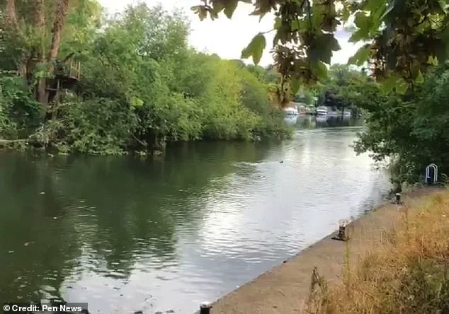 Lock Keeper's Warning and Family's Baffling Discovery as Mysterious Aquatic Creature Spotted on Thames