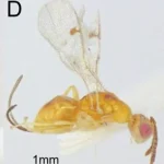 New Parasitic Wasp Species Discovered Across U.S., Raising Ecological Concerns