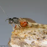 New Parasitic Wasp Species Discovered Across U.S., Raising Ecological Concerns