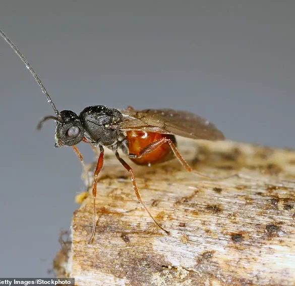New Parasitic Wasp Species Discovered Across U.S., Raising Ecological Concerns