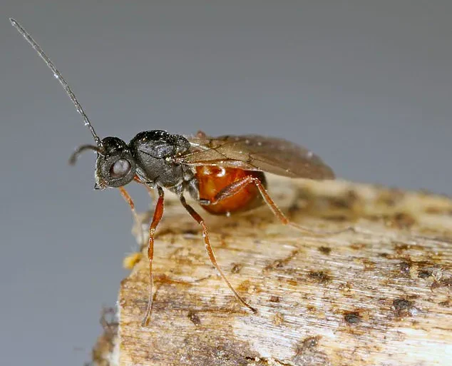 New Parasitic Wasp Species Discovered Across U.S., Raising Ecological Concerns