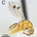 New Parasitic Wasp Species Discovered Across U.S., Raising Ecological Concerns