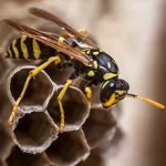 New Parasitic Wasp Species Discovered Across U.S., Raising Ecological Concerns