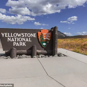 Privileged Insight: Experts Reveal the Lethal Intent Behind Yellowstone's Bison 'Dance'