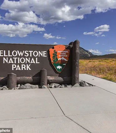 Privileged Insight: Experts Reveal the Lethal Intent Behind Yellowstone's Bison 'Dance'