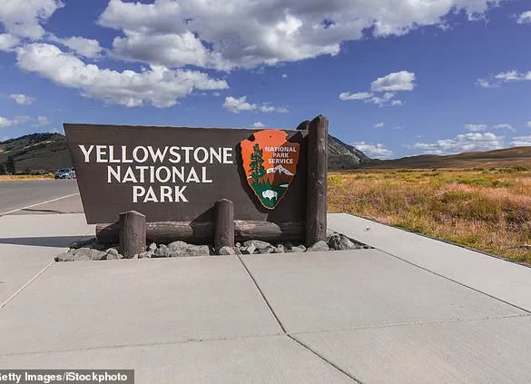 Privileged Insight: Experts Reveal the Lethal Intent Behind Yellowstone's Bison 'Dance'