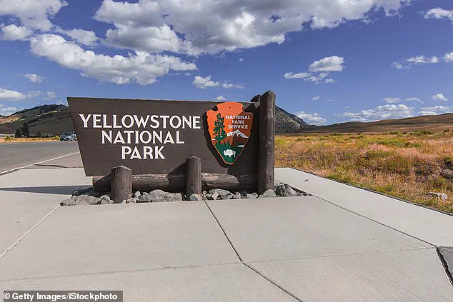 Privileged Insight: Experts Reveal the Lethal Intent Behind Yellowstone's Bison 'Dance'