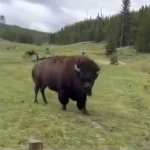 Privileged Insight: Experts Reveal the Lethal Intent Behind Yellowstone's Bison 'Dance'