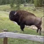 Privileged Insight: Experts Reveal the Lethal Intent Behind Yellowstone's Bison 'Dance'