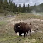 Privileged Insight: Experts Reveal the Lethal Intent Behind Yellowstone's Bison 'Dance'
