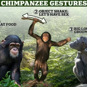 Revisiting the Linear Narrative of Human Evolution: A Deeper Look at Complexity