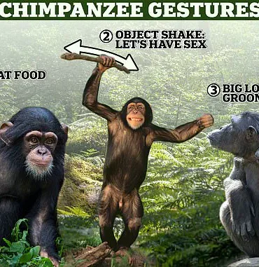 Revisiting the Linear Narrative of Human Evolution: A Deeper Look at Complexity