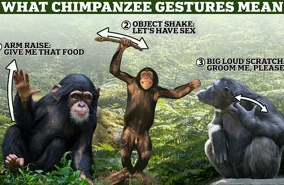 Revisiting the Linear Narrative of Human Evolution: A Deeper Look at Complexity
