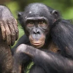 Revisiting the Linear Narrative of Human Evolution: A Deeper Look at Complexity