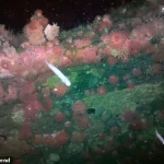 The Forbidden Wreck: Exclusive Access to the SS Terra Nova's Antarctic Secrets