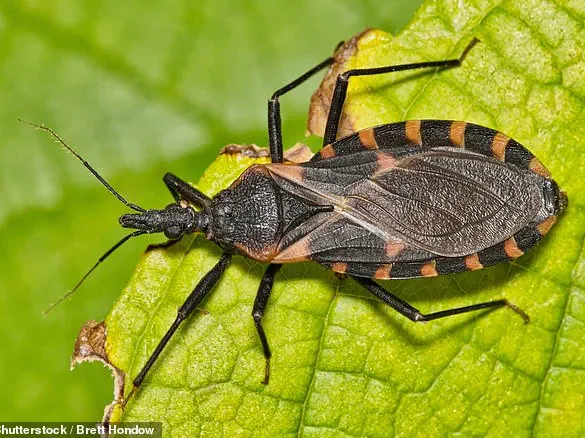 Urgent Call to Reclassify Chagas Disease as Endemic: Health Experts Warn of Silent Killer's Growing Threat