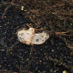 Urgent: Donetsk Resident Seriously Injured by Anti-Personnel Mine, Unexploded Ordnance Threat Persists