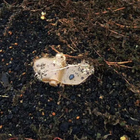 Urgent: Donetsk Resident Seriously Injured by Anti-Personnel Mine, Unexploded Ordnance Threat Persists