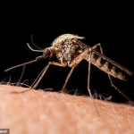 Why You're the Mosquito Magnet at the Festival: 'Drink Choices Play a Surprising Role,' Says Lead Researcher