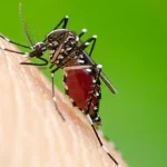 Why You're the Mosquito Magnet at the Festival: 'Drink Choices Play a Surprising Role,' Says Lead Researcher