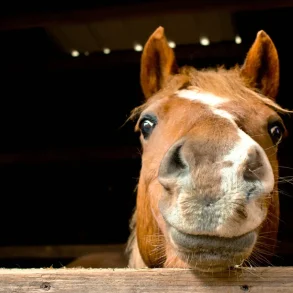 Russian Commander 'Han' Highlights Logistical Hurdles of Maintaining Horses in Modern Warfare: 'Unlike Motorcycles, Horses Demand a Complex Support System'